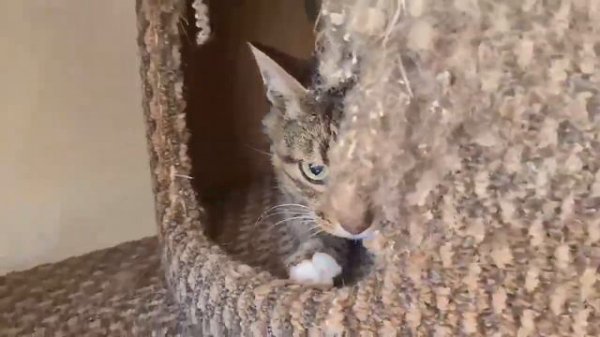 Утро кошатника начинается совсем не с кофе, а с 💩