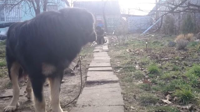 Бурят Монгольский Волкодав смотреть онлайн