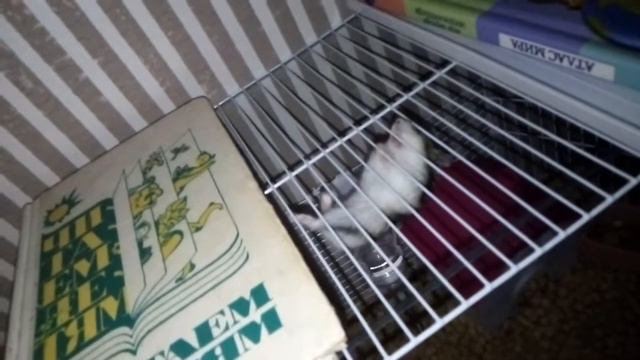 Хомяк спайдермен😁(джунгарик) пытается сбежать смотреть онлайн