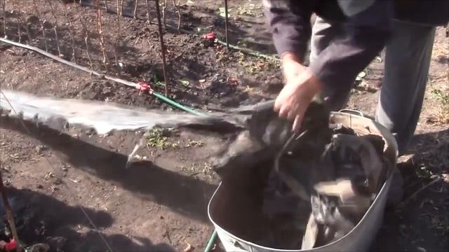 Подготовка к выкопке саженцев винограда - 01.10.2016 смотреть онлайн