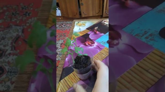 томаты "МОНГОЛ КАРЛИК(фирма Партнер)" и "МОНГОЛЬСКИЙ КАРЛИК(фирма Уральский дачник). смотреть онлайн