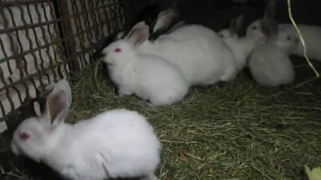 Мои кролики #2 смотреть онлайн