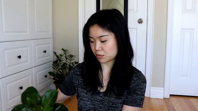 Fiddle Leaf Fig Care | Tips and Tricks for Ficus Lyrata смотреть онлайн