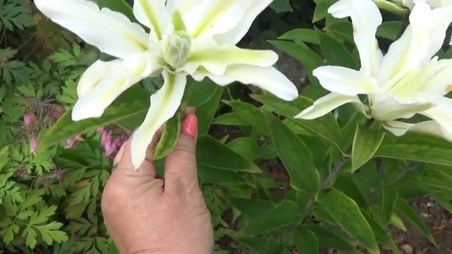 Влог Дача Как дела в саду в середине августа Обзор