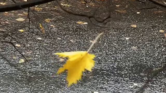 Как же больно любимых терять читает Н Черноусова, стихи Г.Пятисотских смотреть онлайн