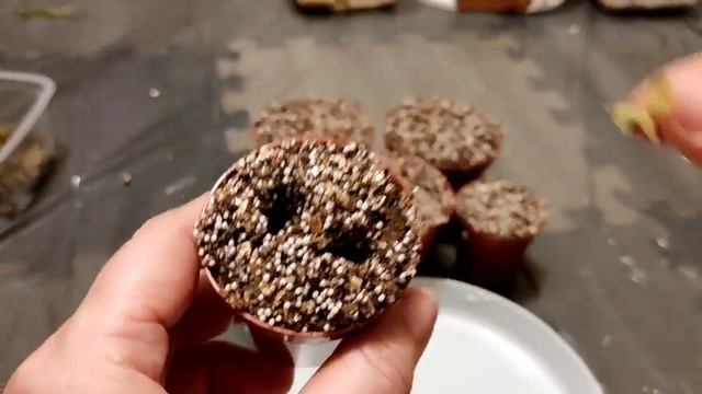 Пересадка. Pinguicula 'Aphrodite',Esseriana, Agnata, Moctezumae X Gigantea, Ehlersiae, Cyclosecta.