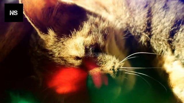 Unique: Felis Nigripes, The Most Deadly African Cat in the World смотреть онлайн
