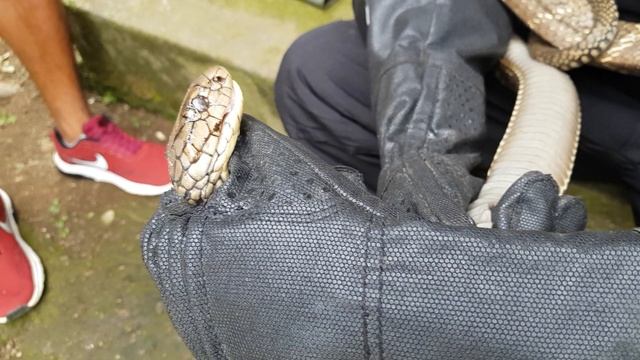 KING COBRA #53 Ophiophagus hannah смотреть онлайн