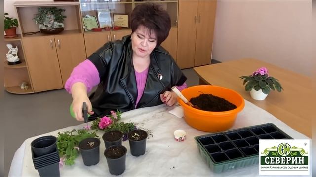 Как сохранить петунию до следующего года смотреть онлайн