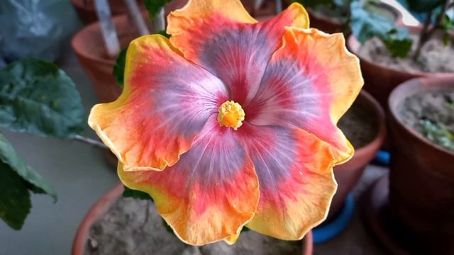 Tropical Hibiscus 🌺 ID: Russian Firebird #hibiscus #gardening смотреть онлайн