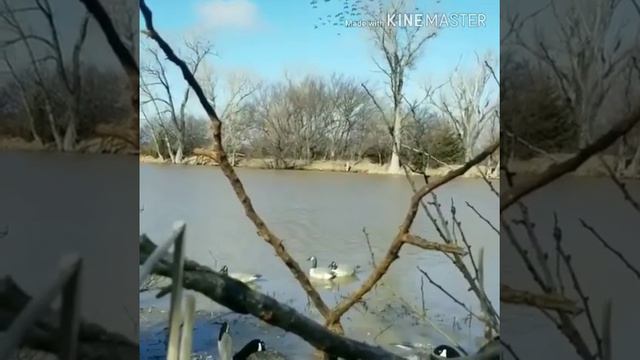 Охота на гуся с оружием 2019 год смотреть онлайн