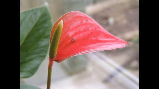 Anthurium spp смотреть онлайн