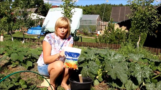 Подкормка КАБАЧКА во время ЦВЕТЕНИЯ и начала ПЛОДОНОШЕНИЯ! Советы от ЗЕЛЕНОГО ОГОРОДА! смотреть онлайн