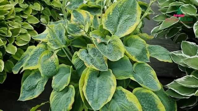 Hosta - Frances Williams│Dutch-bulbs.com смотреть онлайн