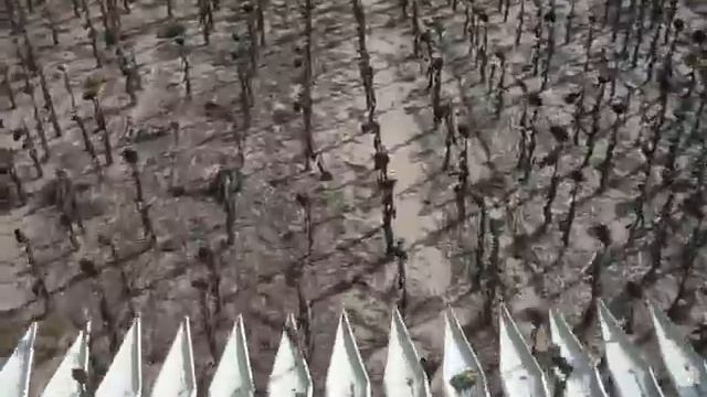 жатка для уборки подсолнечника Maizco -ООО "Агродинамикс" смотреть онлайн
