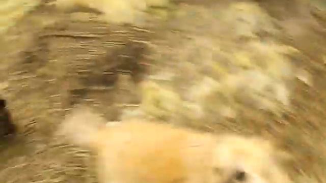 Радость и улыбка с домашними питомцами