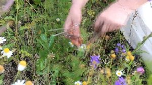 Фацелия как сидерат  полный цикл.