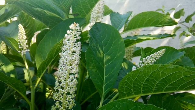 Такое Чудище Может Вырасти в Любом Огороде смотреть онлайн