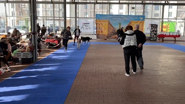 1.03.2020 Кубок Одессы, кобели сравнение, судья Б.Александров