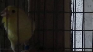 #содержание амадин в вольере