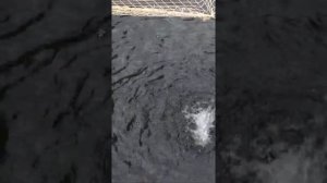 Как вырастить форель летом на даче. Самый простой способ.