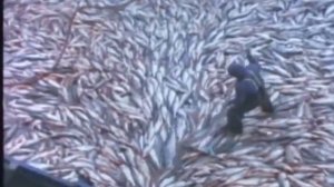 Видео жизненный цикл лосося, нерест f4v