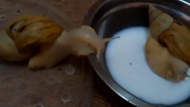 Улитки Ахатинки пьют молоко! смотреть онлайн
