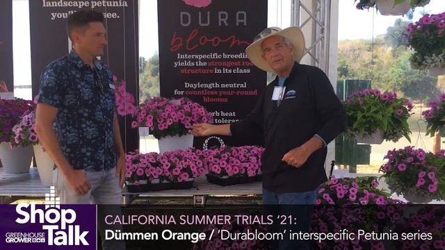 2021 California Summer Trials: Dümmen Orange's New Interspecific Petunia смотреть онлайн