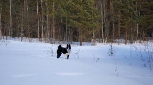 Русско Европейская Лайка для охоты.