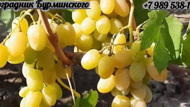 НОВИНКА!!! ГФ. Винограда ФАБЕРЖЕ (Калугин В.М.). смотреть онлайн