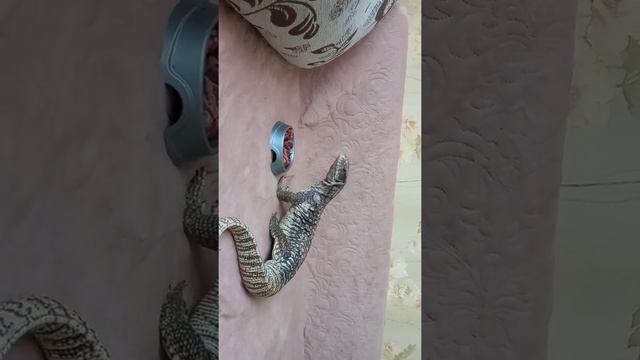 Кормим капского варана смотреть онлайн