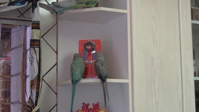 Parrots waiting for Christmas смотреть онлайн