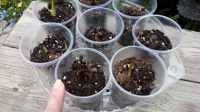 Каллы показали корешочки на 5 день от посадки. А что дальше? рассказываю. смотреть онлайн