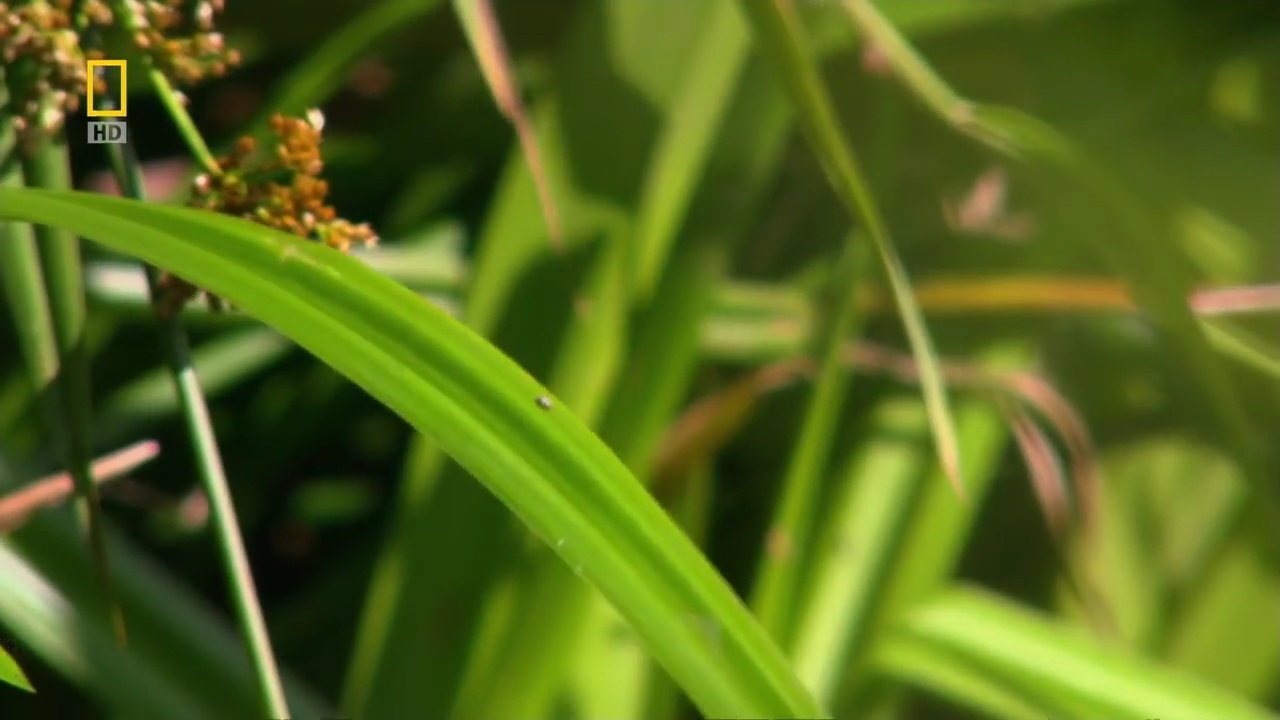 Уральская природа смотреть онлайн