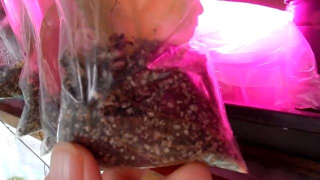 Фиалки Размножение сенполий Листиками в Зип-пакете Zip Lock и стаканчиках быстрый старт смотреть онлайн