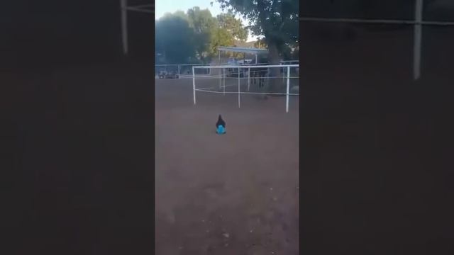 Курица в голубых штанах смотреть онлайн