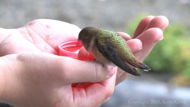Hand feeding hummingbirds - Raw Video смотреть онлайн