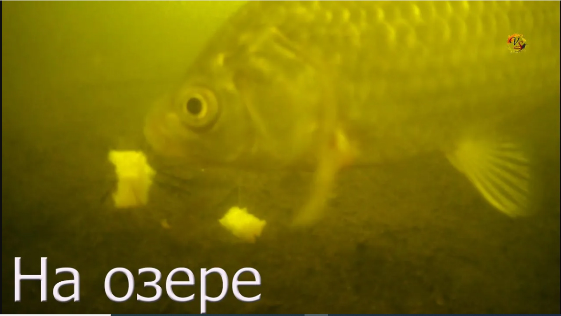 Рыбалка на Карася на Щучьем озере в Некрасовке. Поплавочная удочка, насадка хлеб_ корочка или мякоть смотреть онлайн