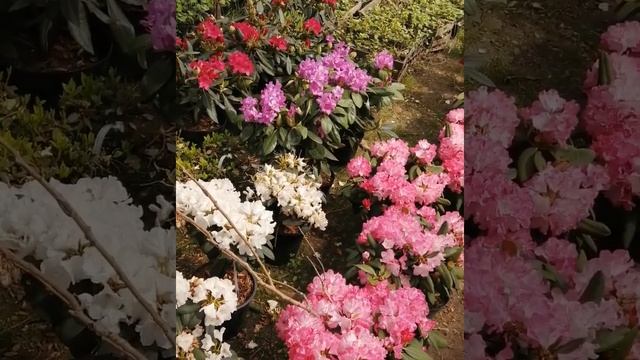 Рододендроны и азалии. Особенности ухода смотреть онлайн