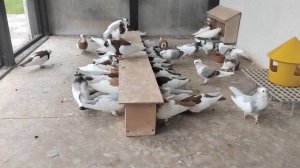 Венгерские голуби.  Кишкунфеледьхазский Турман 21.09.23.