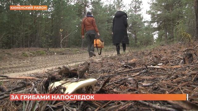 Донской грибник поделился секретами сбора лесного урожая смотреть онлайн