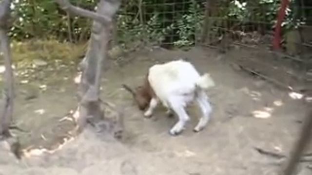 caprone bastardo 3 смотреть онлайн