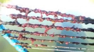 Как намыть мотыля