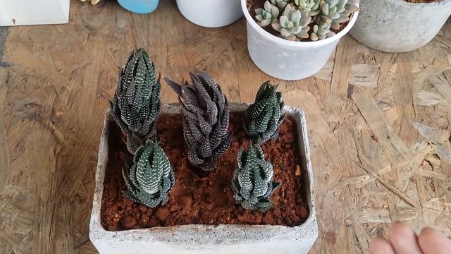 || WHY ARE HAWORTHIA LEAVES CLOSING INWARDS || смотреть онлайн