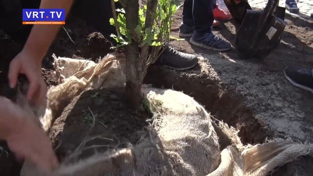 Электросталь озеленили. Как прошла акция «Наш лес. Посади свое дерево»? смотреть онлайн