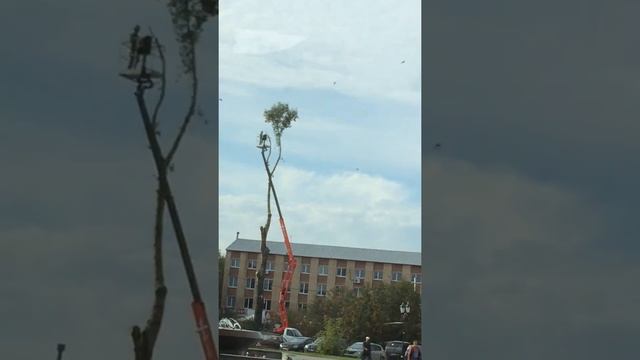 Опил деревьев Ногинск