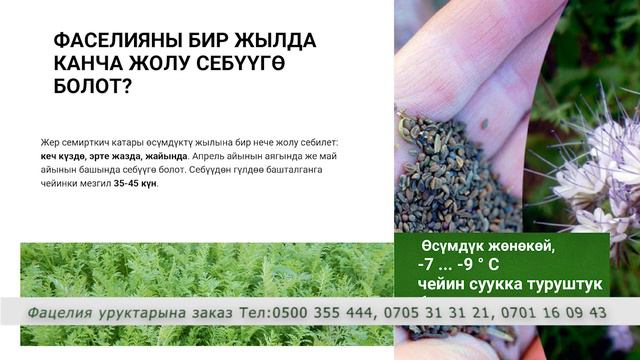 Фацелия_Бул экологиялык жактан таза жана пайдалуу жашыл жер семирткич. 300 кг кыкты оңой алмаштырат смотреть онлайн