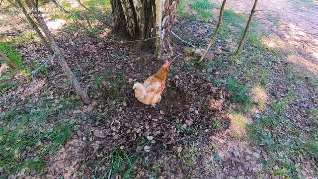 ЗВУКИ ДЕРЕВНИ-ЭТО ЗВУКИ НАСТОЯЩЕЙ ЖИЗНИ,ПОКОЯ И УМИРОТВОРЕНИЯ.ОЗДОРОВЛЕНИЕ НЕРВНОЙ СИСТЕМЫ. смотреть онлайн