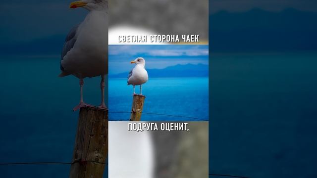 Это Самые ВЕРНЫЕ и ПРЕДАННЫЕ Птицы в Мире #shorts смотреть онлайн