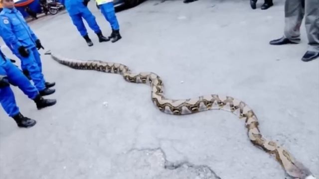 Самые большие змеи, когда-либо пойманные на камеру смотреть онлайн